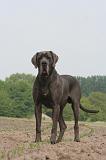 DOGUE ALLEMAND 589